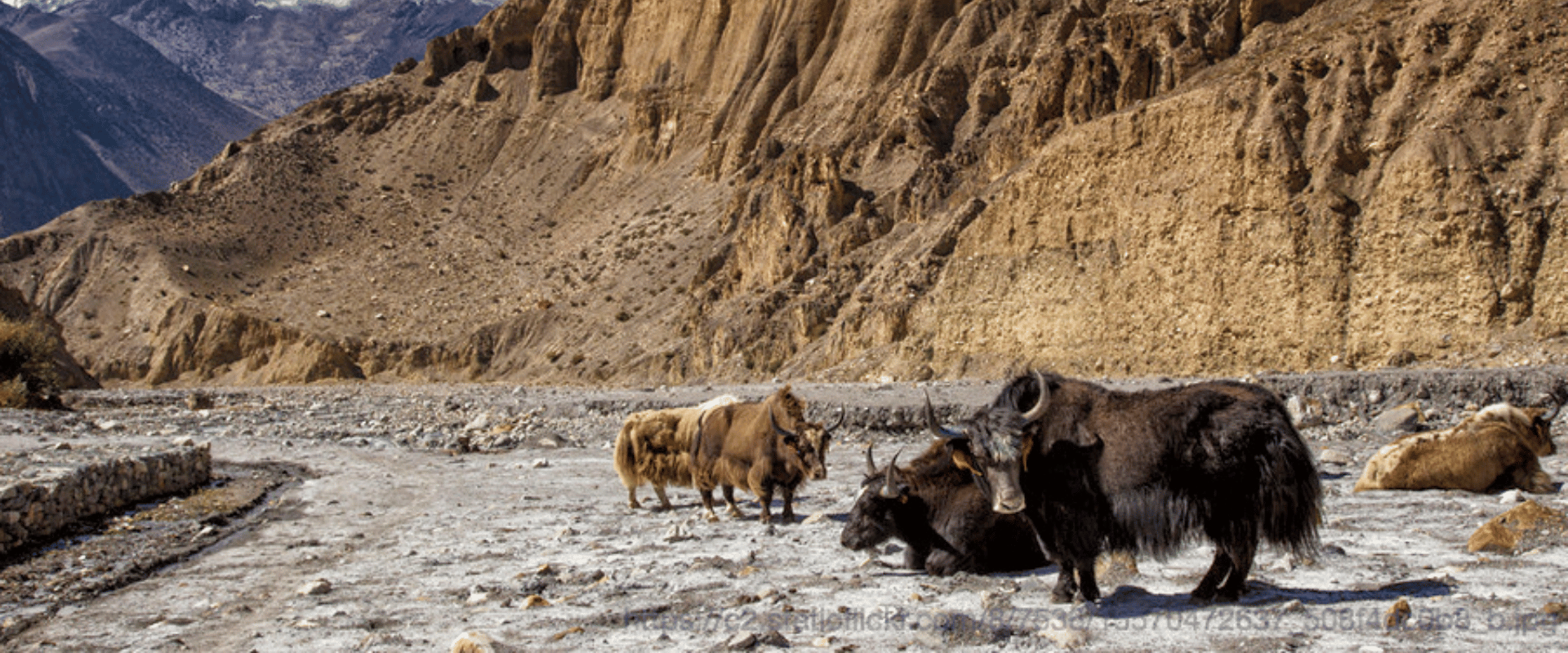 A picture of Jomsom Muktinath Trek
